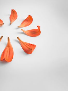 Elegant orange flower petals arranged in a circular pattern on a white background.
