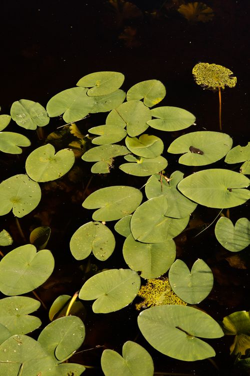 Free Close-up image of lily pads floating in a tranquil pond, showcasing natural beauty. Stock Photo