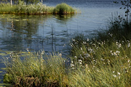 Gratis stockfoto met gras, gras bloemen, h2o