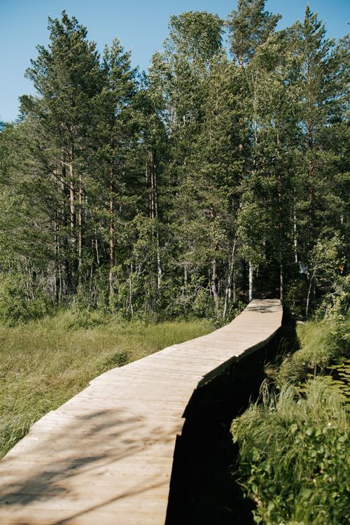 Free Serene boardwalk winding through a lush green forest on a sunny day, ideal for nature escape. Stock Photo
