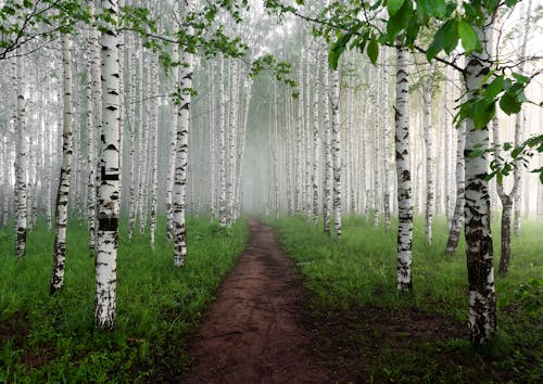 Kostenlos Kostenloses Stock Foto zu bäume, birke, natur Stock-Foto