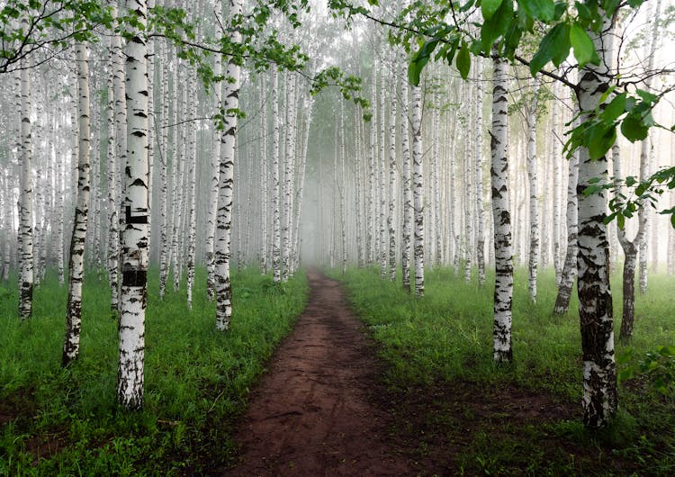 Path In A Foggy Birch Forest 