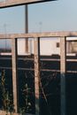 Plants Below a Metal Fence