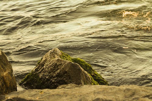 Безкоштовне стокове фото на тему «берег моря, водорості, камені»