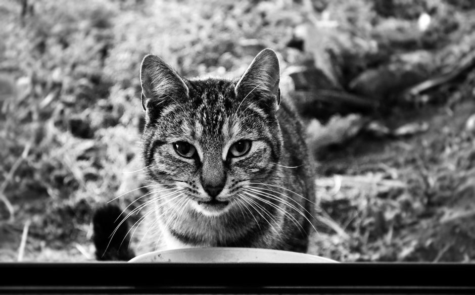Free stock photo of animal, black-and-white, cat
