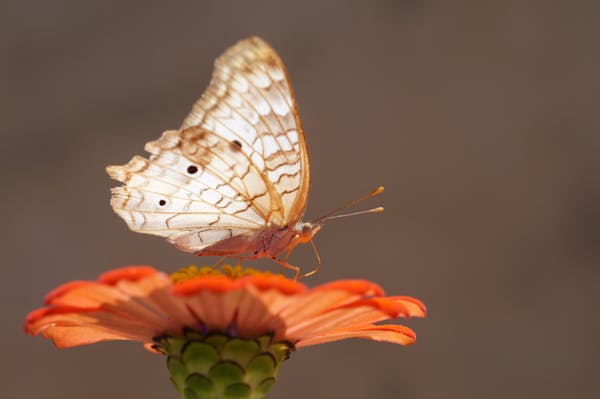 Premium kedi köpek maması sakarya