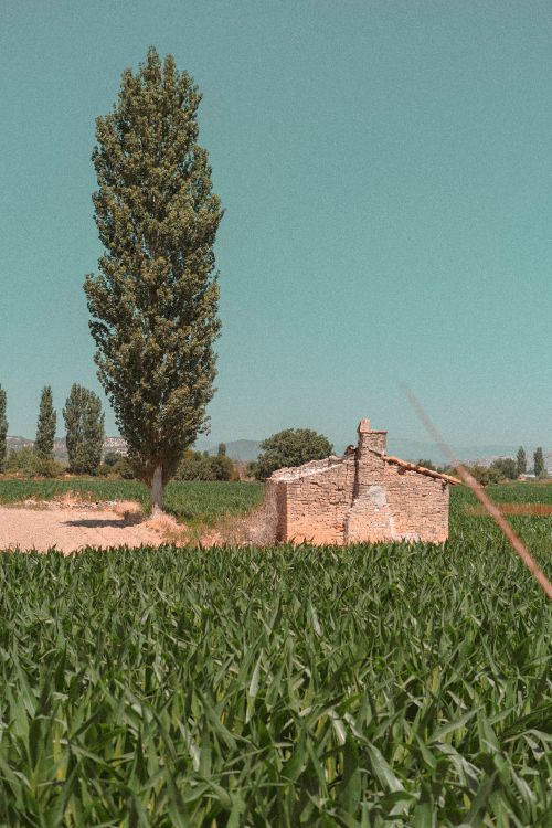 Free Peaceful cornfield scene with a tall tree and rustic farmhouse under a clear sky in Türkiye. Stock Photo