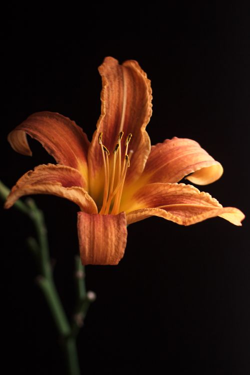 Free Close-up image of an orange day lily (Hemerocallis fulva) with a dark background, capturing its vivid blossom. Stock Photo