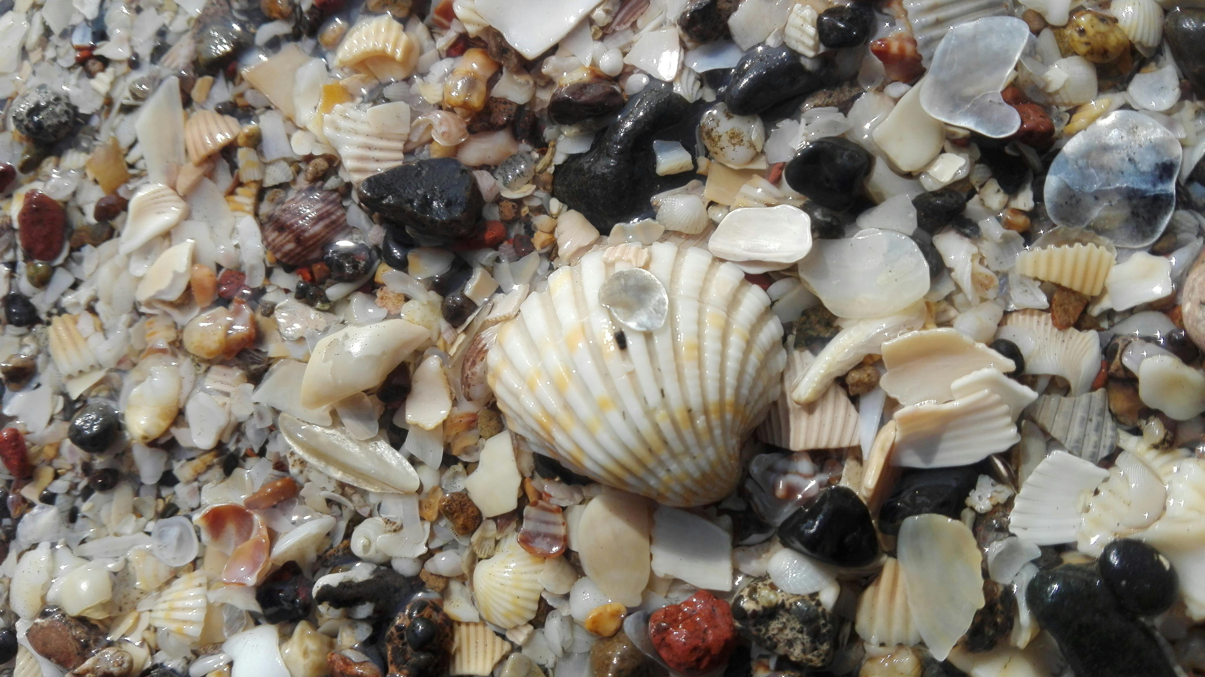 Free stock photo of deep ocean, marine shells, sea shells