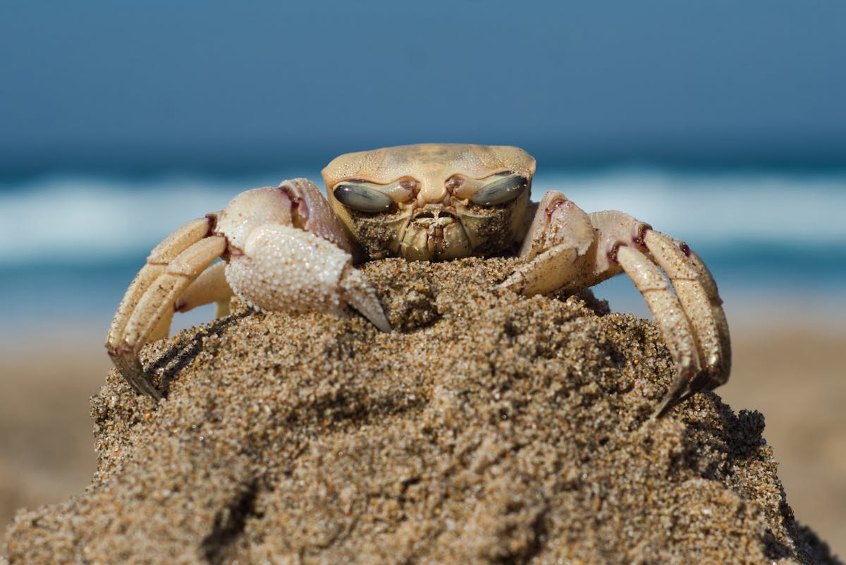 Brown Crab on White Sand
