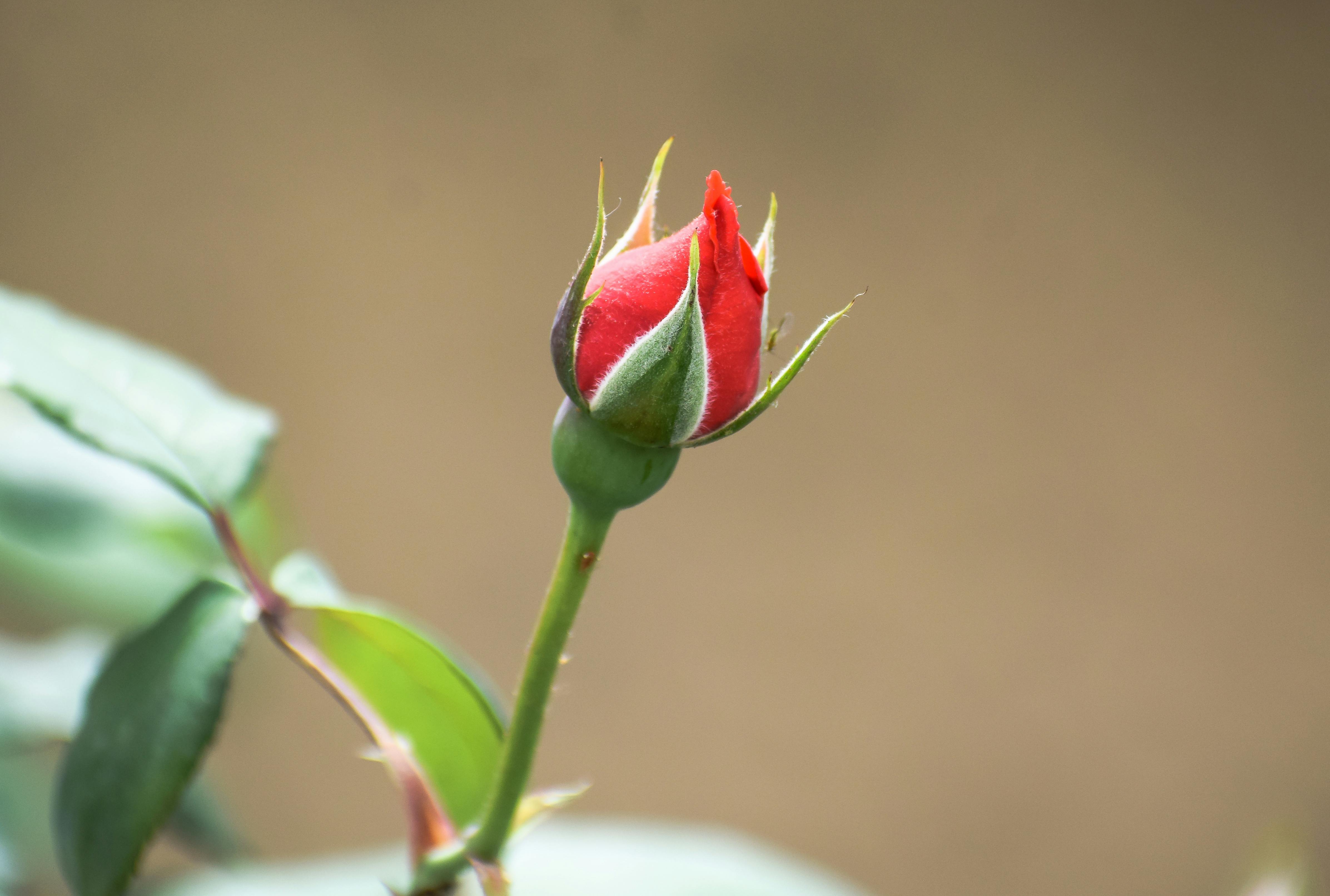 Photo of a Red Rose Bud · Free Stock Photo
