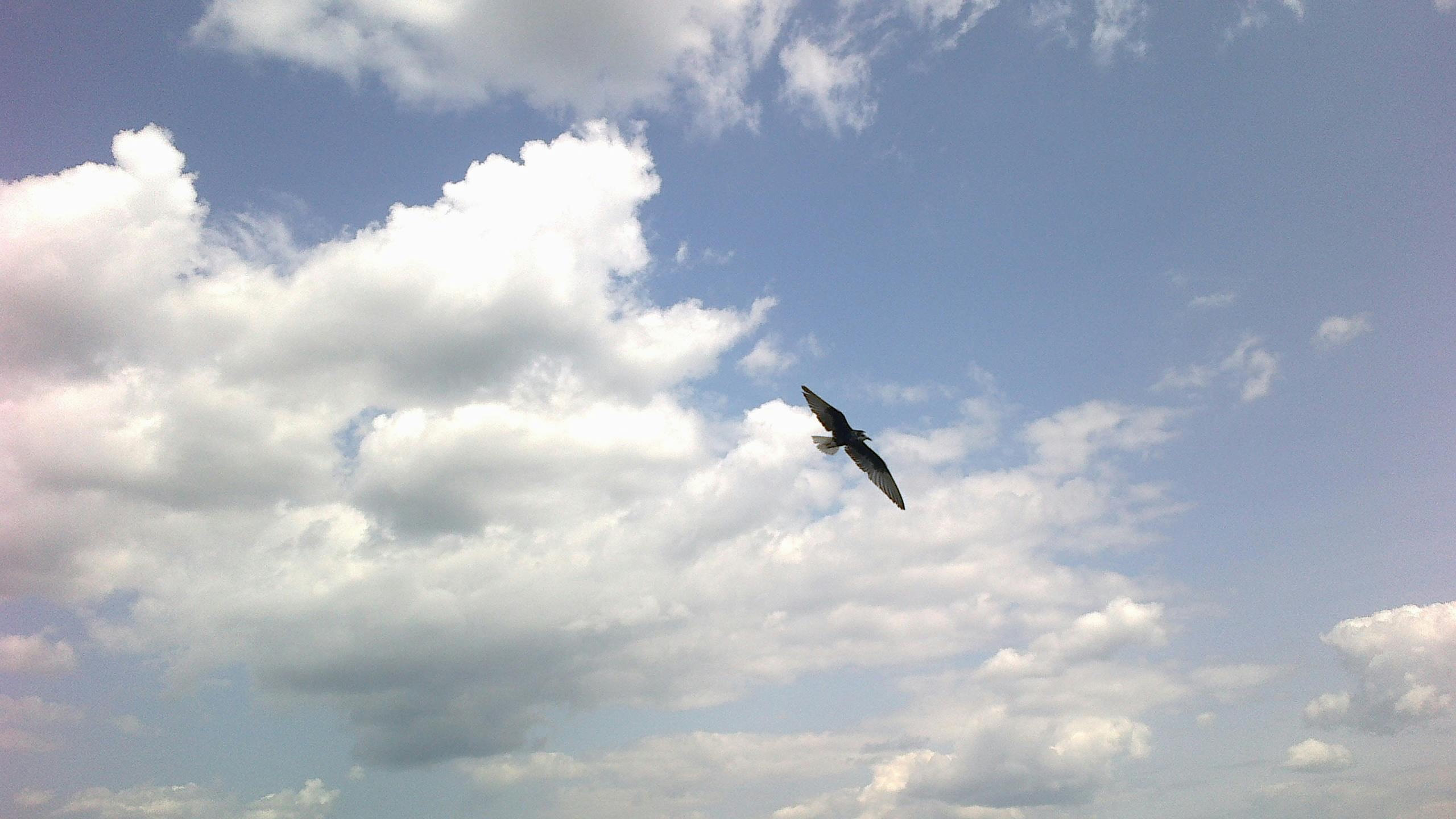 Free stock photo of bird, blue, blue sky
