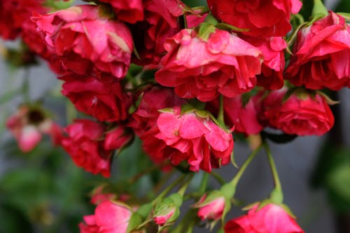 Ingyenes stockfotó rózsák, virág, zöld témában
