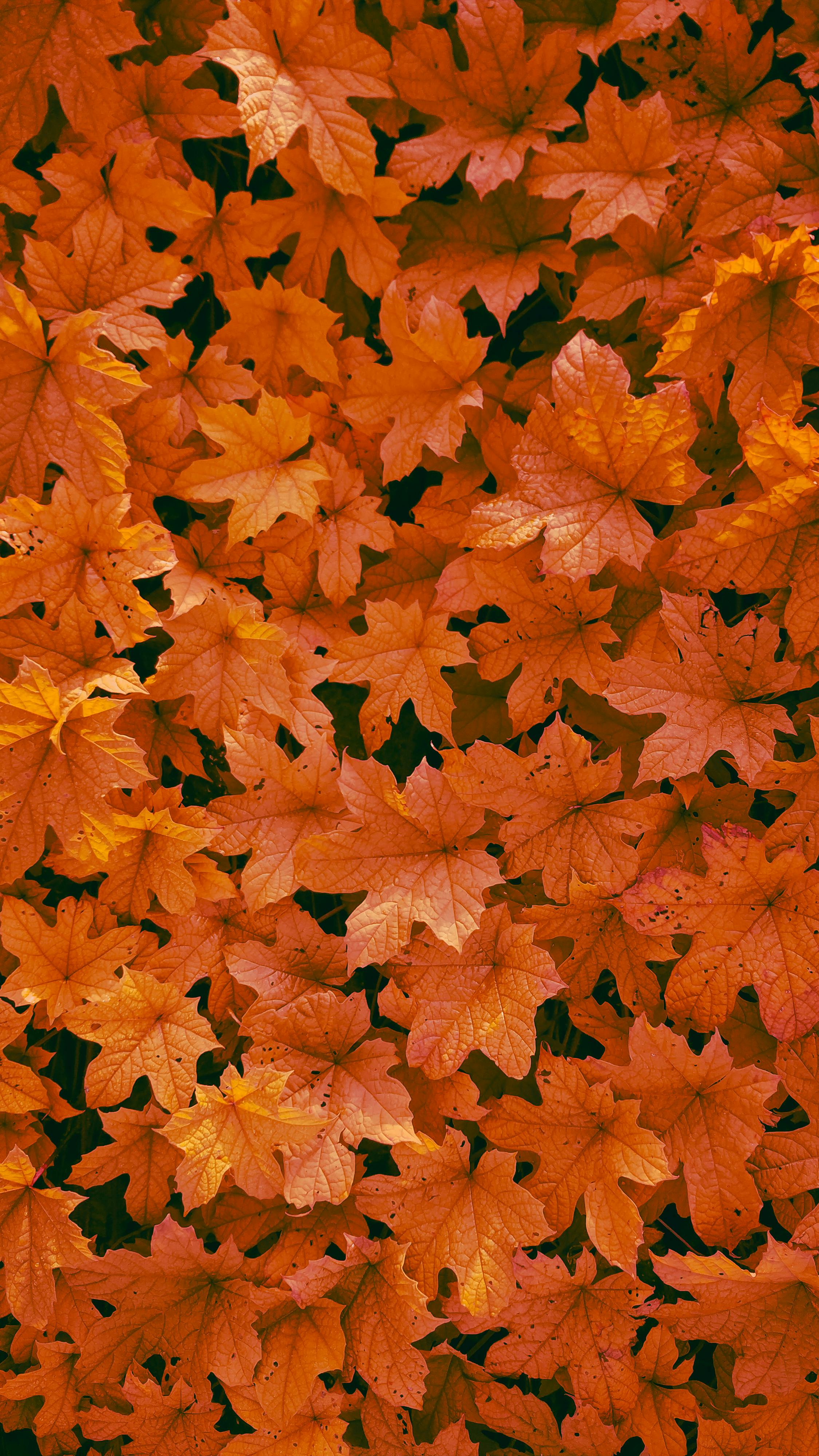 Autumn maple leaves form a vivid, textured fall background.