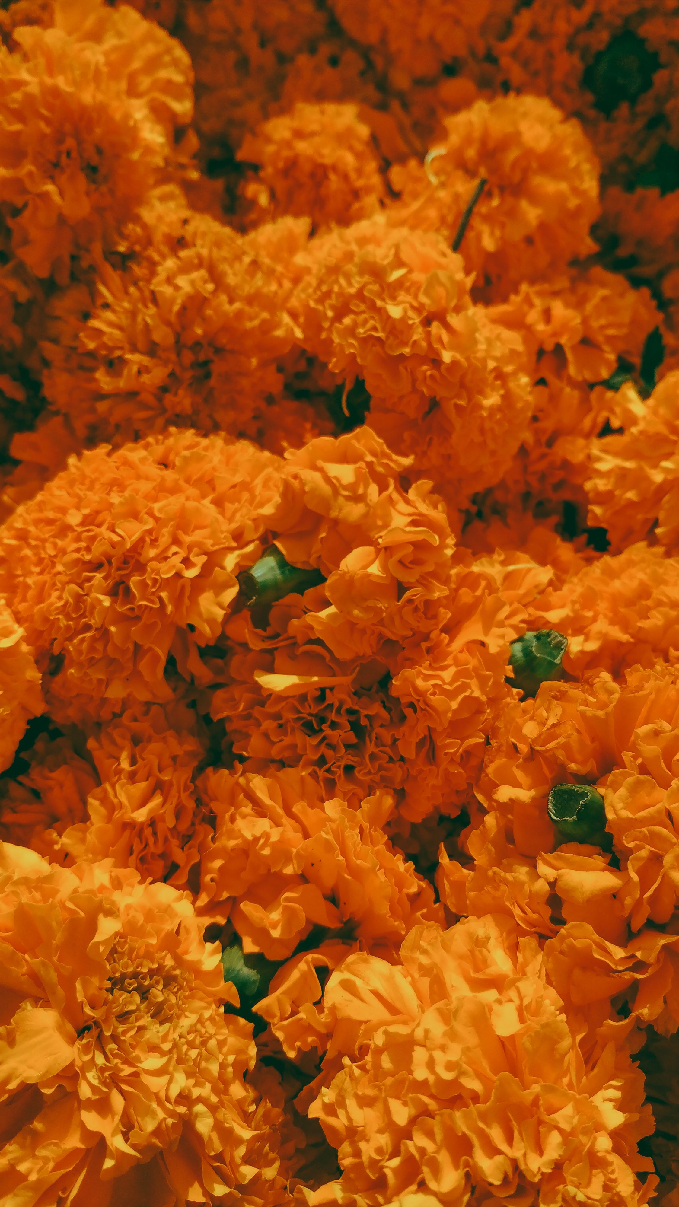 Beyond the Cellpack: The Secret World of Giant Heirloom Marigolds