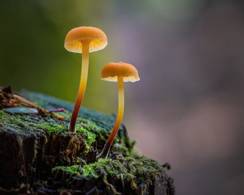Free Brown Mushrooms on a Mossy Trunk of a Tree Stock Photo