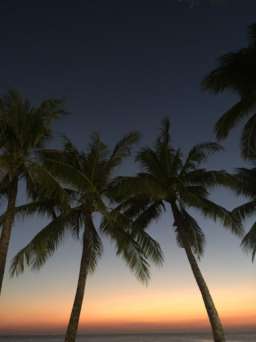Бесплатное стоковое фото с вертикальный выстрел, высокие деревья, кокосовые пальмы