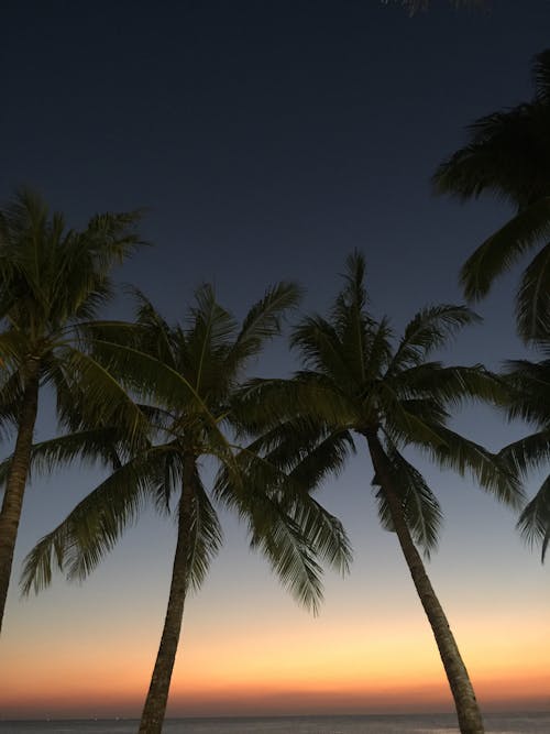 Low Angle Shot of Green Palm Trees