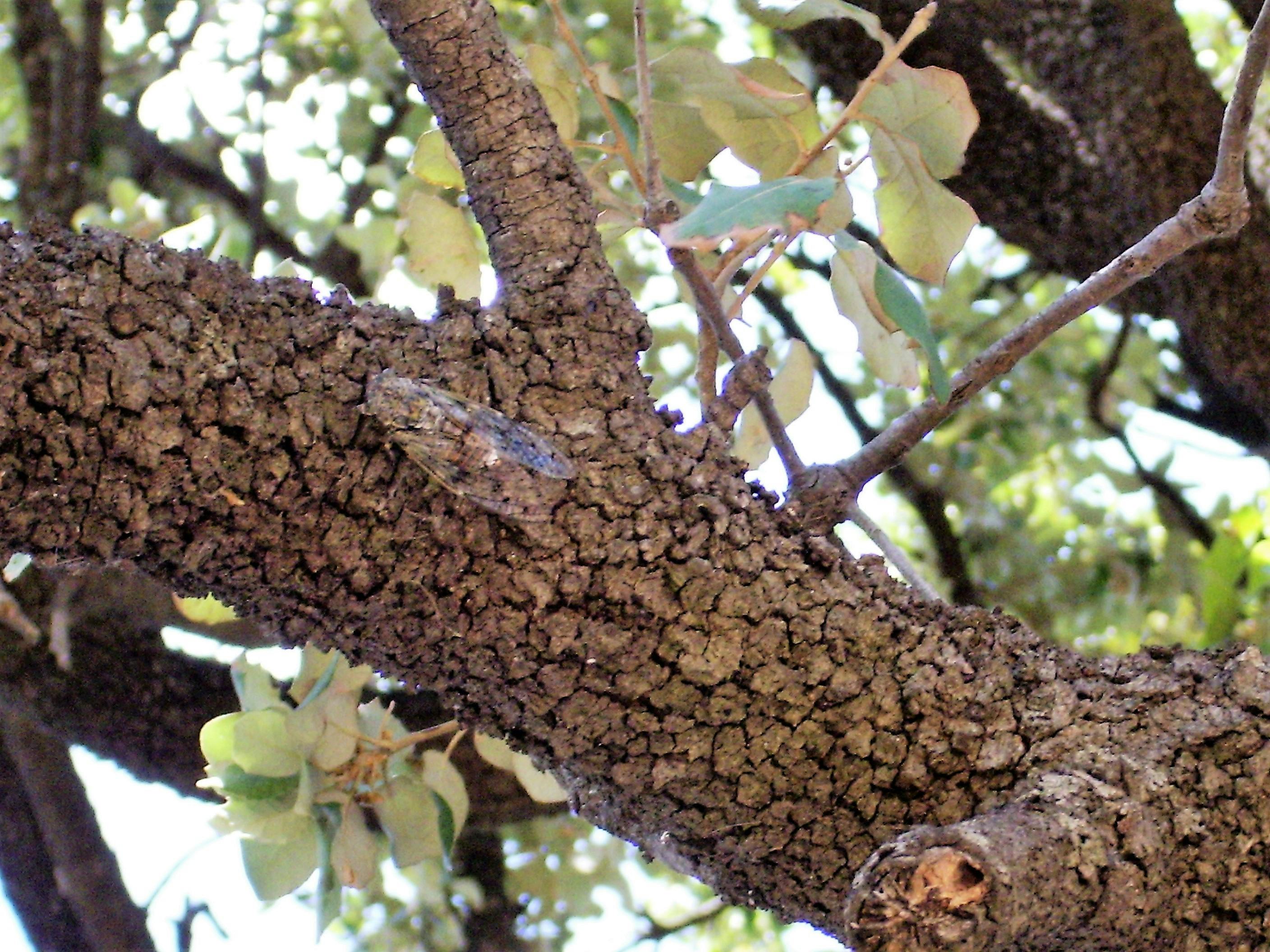 Free stock photo of grasshopper, hide and seek, pine tree bark