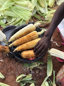 Hands skillfully grill corn over an outdoor barbecue, surrounded by husks.