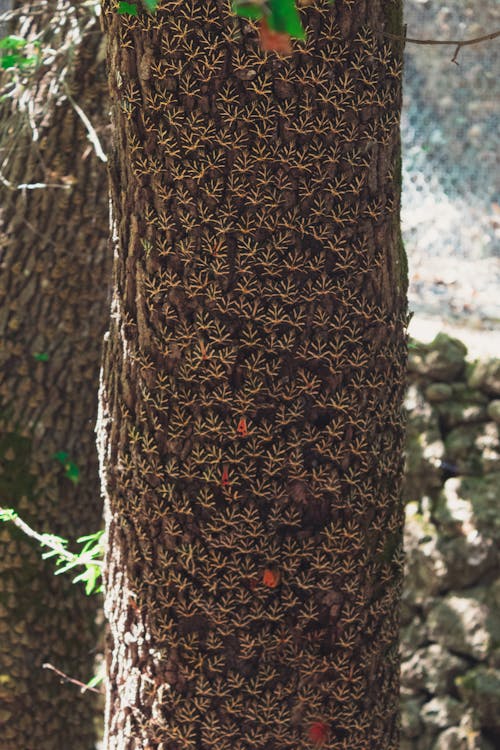 Butterflies Sitting on a Tree Trunk 