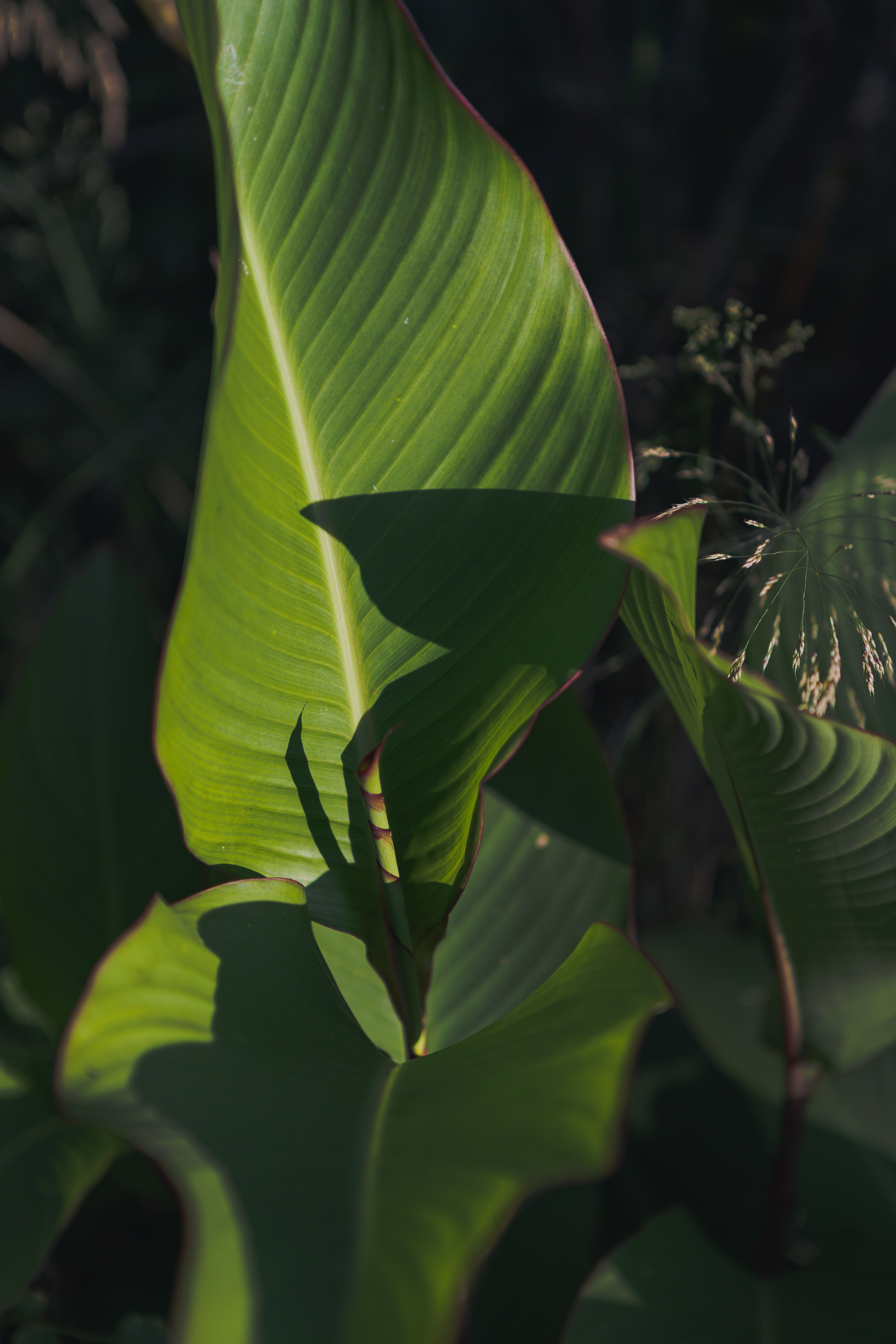 Close-up of Leaves of a Plant · Free Stock Photo
