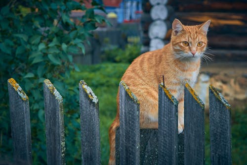 Close-Up Shot of an Orange Tabby Cat Sitting on a Wooden Fence