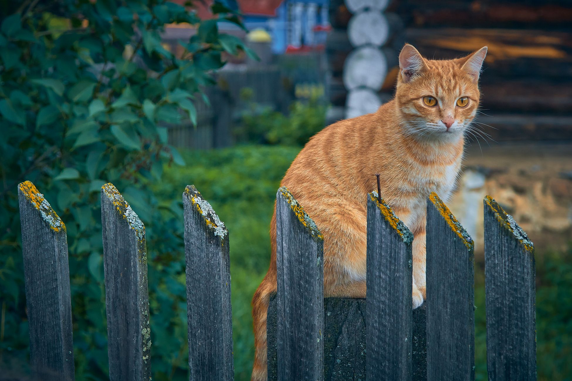 Kater veroorzaakt overlast in wijk Den Bosch