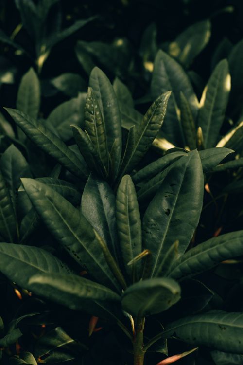 Free A detailed close-up of lush green leaves highlighting natural texture and botanical beauty. Stock Photo