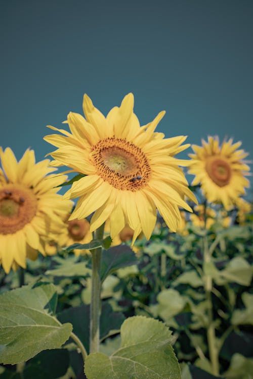 Free Close-Up Shot of Sunflowers in Bloom Stock Photo