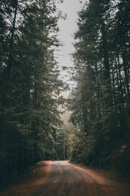 Fotomural Descubre la tranquilidad en un camino sinuoso rodeado de altos pinos en un entorno forestal sereno.