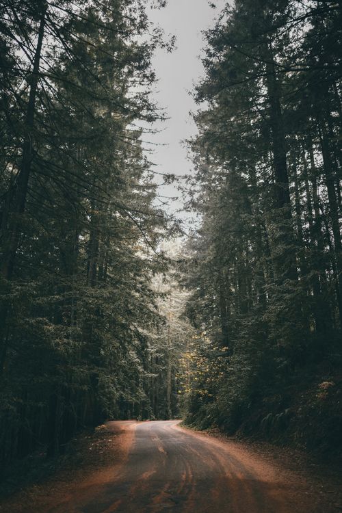 Free Discover tranquility on a winding road surrounded by towering pine trees in a serene forest setting. Stock Photo