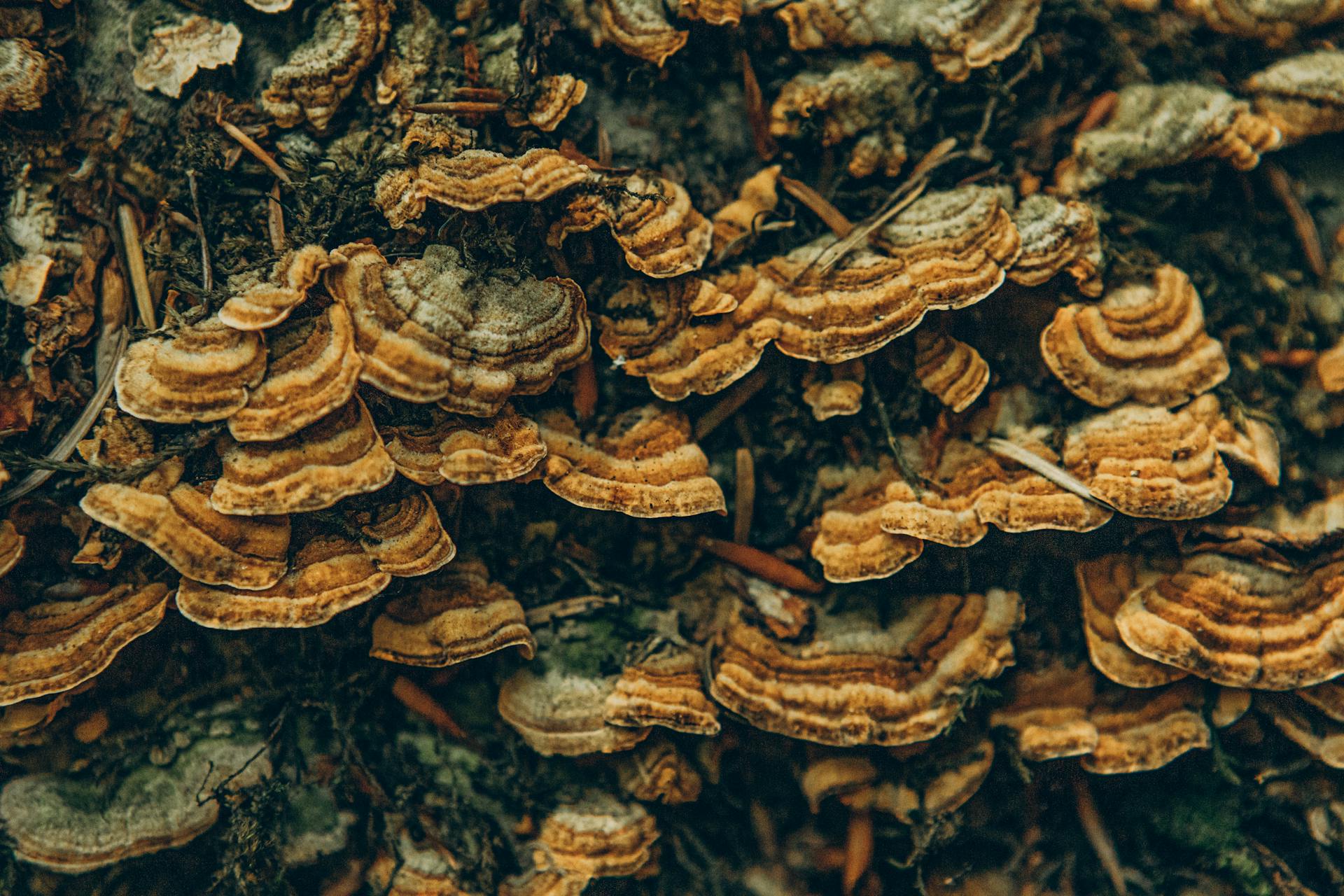 Detailed view of turkey tail fungi on a tree trunk. Perfect for nature and botany enthusiasts.