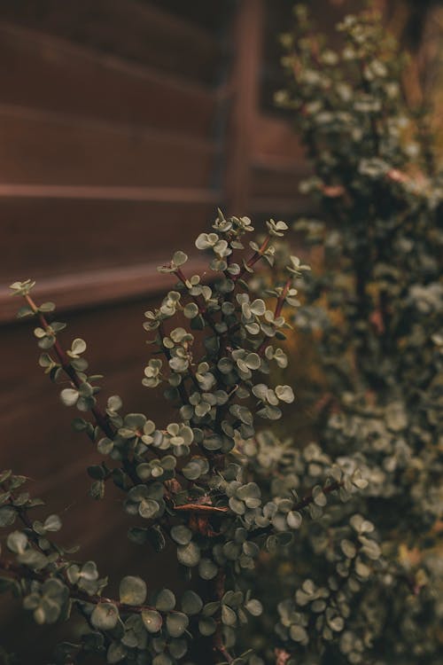 Fotobanka s bezplatnými fotkami na tému fotografie rastlín, zelená rastlina, zelené listy