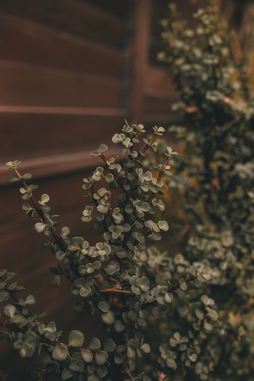 Free Close-up of lush green succulent leaves in a moody outdoor setting, perfect for nature themes. Stock Photo
