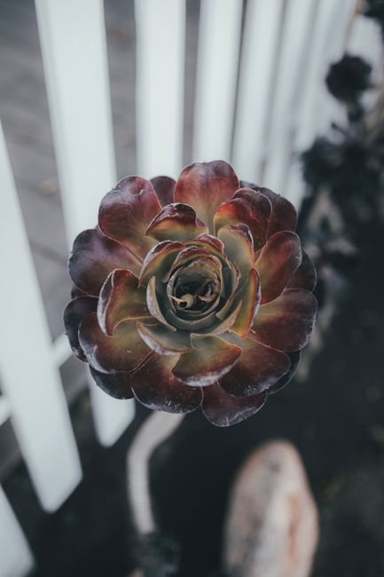 Vibrant close-up of Aeonium Arboreum against a blurred white fence background.