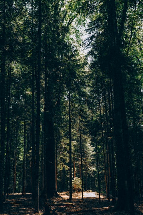 Foto d'estoc gratuïta de arbres verds, bosc, boscos