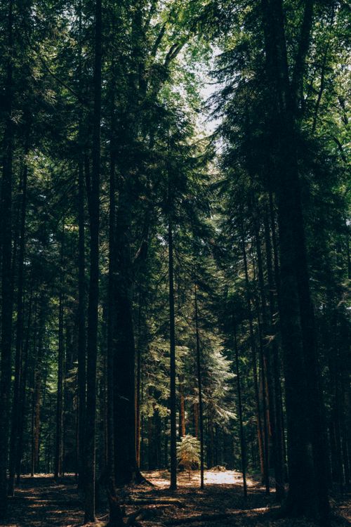 Free A tranquil forest scene with sunlight filtering through tall, lush green trees. Stock Photo