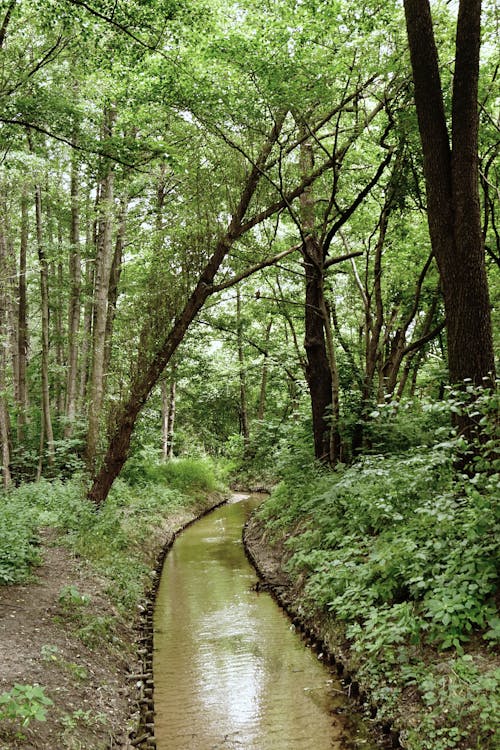 Бесплатное стоковое фото с вертикальный выстрел, зеленые деревья, лес