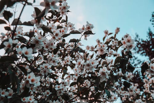 Foto d'estoc gratuïta de estiu, flors, natura