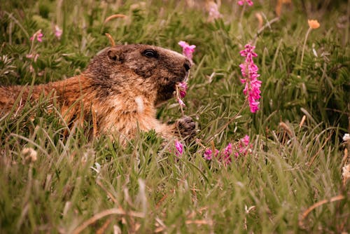 Foto d'estoc gratuïta de fotografia d'animals, groundhog, herba