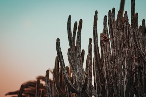 Foto d'estoc gratuïta de a l'aire lliure, alba, cactus