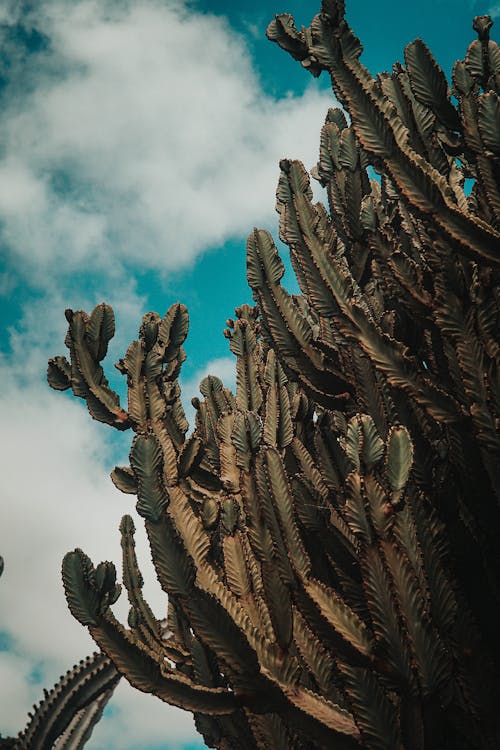 Foto d'estoc gratuïta de cactus, cel blau, fotografia de planta