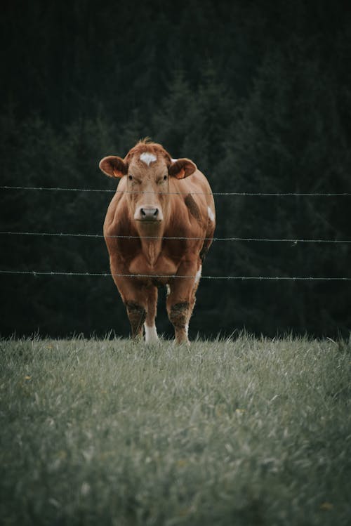 Foto d'estoc gratuïta de animal de granja, animal domèstic, bestiar