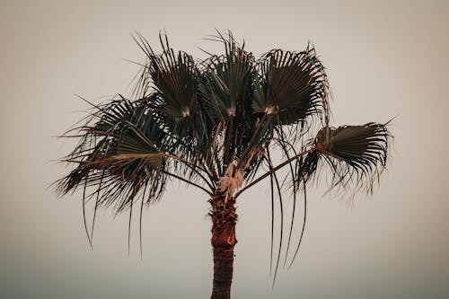 Безкоштовне стокове фото на тему «горизонт, пальма, Природа»