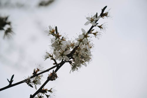 Blooming White Cherry Blossoms in Close-Up Photography