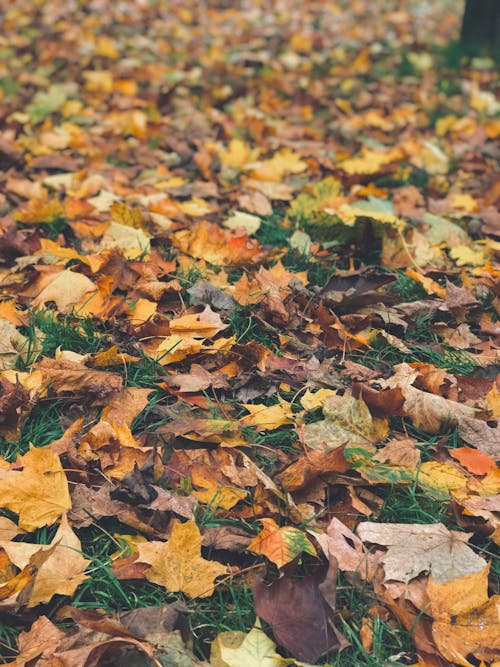 Free Photo of Maple Leaves on the Ground Stock Photo