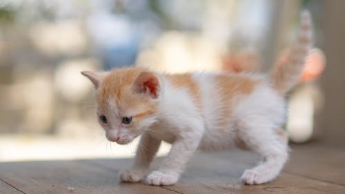 Close-Up Photo of a White and Orange Kitten