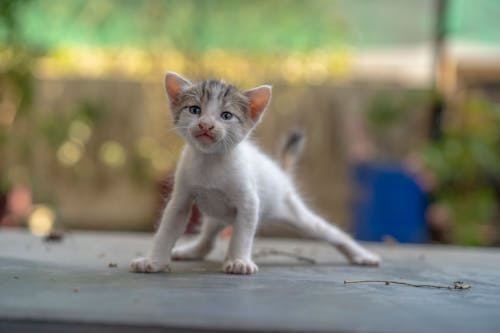 Δωρεάν στοκ φωτογραφιών με γατάκι, γλυκούλι, ζώο Φωτογραφία από στοκ φωτογραφιών