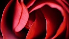 Shallow Focus of Red Rose